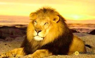 十二星座心理：狮子座的思维方式是什么样的？